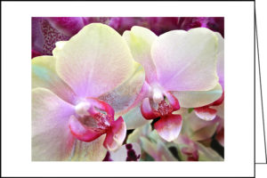 Pale pink orchid