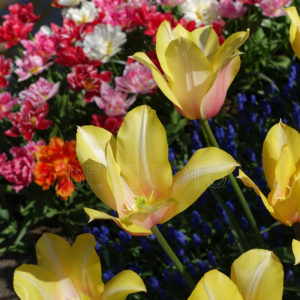 fotoschilderij- double early tulips-muscari-DECO-FOTO