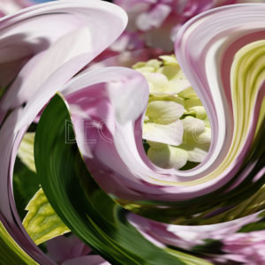 hydrangea-with-a-twirl-deco-foto